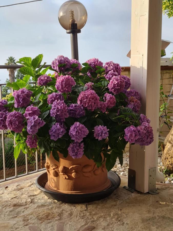 B&B La Casa Di Martina Zambrone Δωμάτιο φωτογραφία