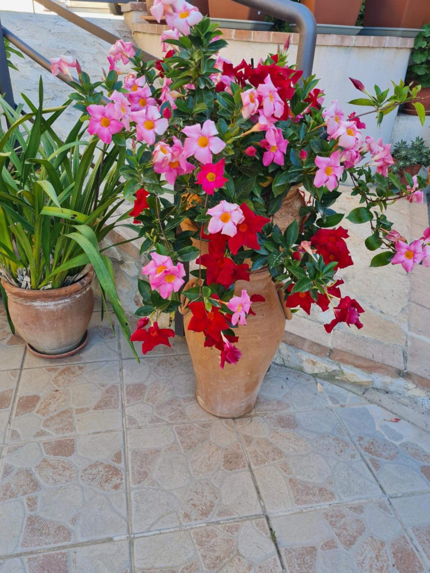 B&B La Casa Di Martina Zambrone Εξωτερικό φωτογραφία